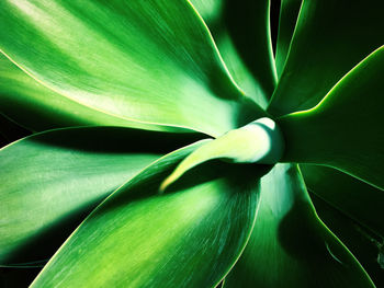 Full frame shot of agave plant