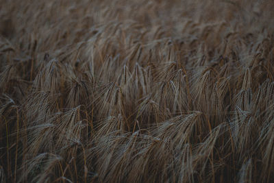 Close-up of wheat field