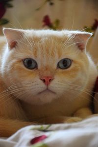 Close-up portrait of cat at home