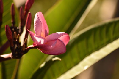 Close-up of pink flower blooming outdoors