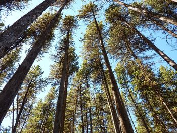 Low angle view of trees