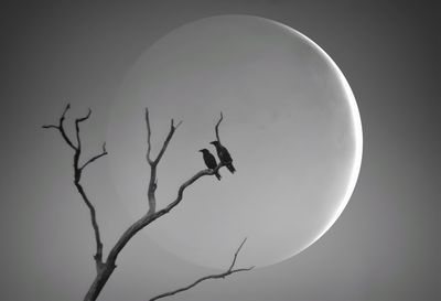 Low angle view of bird on branch against sky