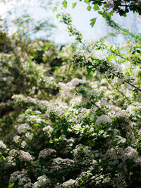 Close-up of cherry blossoms in spring