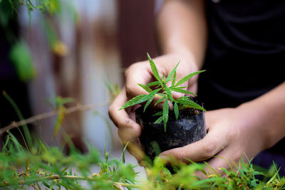 Midsection of man holding plant