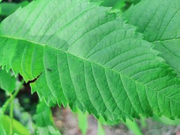 Close-up of green leaves