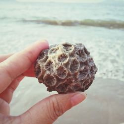 Cropped hand holding seashell on shore at beach