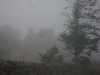 Trees in foggy weather