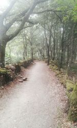 Footpath in forest