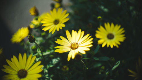 Close-up of yellow flowering plants