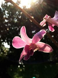 Close-up of pink flower blooming outdoors