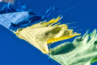 Close-up of yellow flower against blue sky