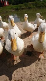 High angle view of swans on lake