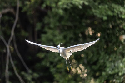 Seagull flying