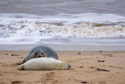 View of an animal on beach