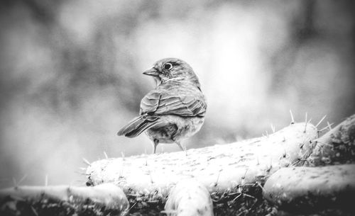 Bird perching on cactus plant