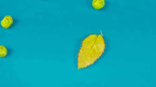 Close-up of yellow leaf floating on water