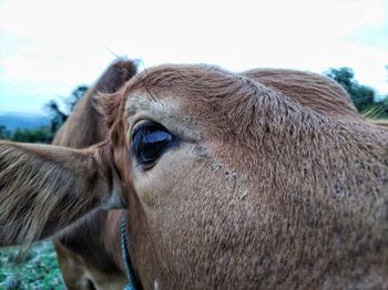 Close-up portrait of cow on field against sky