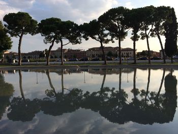 Reflection of trees in water
