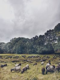 Flock of sheep grazing on field against sky