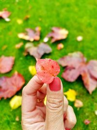 Close-up of hand holding leaves