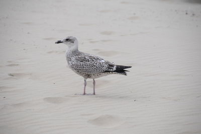 Seagull in the beach