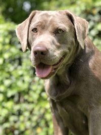 Close-up portrait of dog