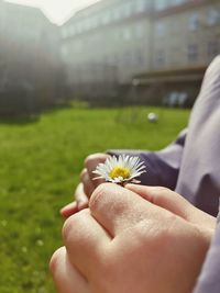 Cropped hands holding white daisy in lawn