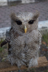 Close-up portrait of owl