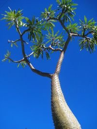 Low angle view of tree against blue sky