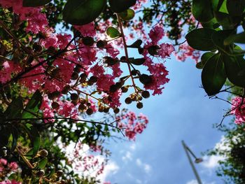 Low angle view of cherry blossoms against sky