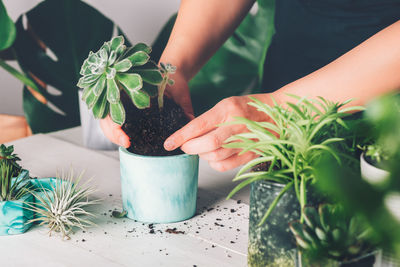 Midsection of person holding potted plant on table