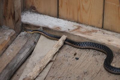 High angle view of lizard on wood