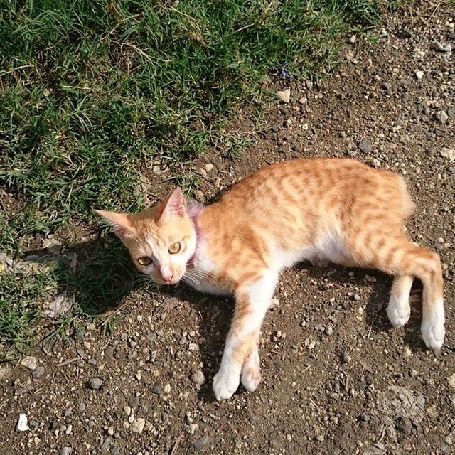 pets, domestic animals, mammal, domestic cat, animal themes, one animal, cat, feline, high angle view, portrait, looking at camera, relaxation, whisker, lying down, full length, alertness, street, grass, sitting, day