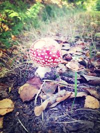 Close-up of mushroom growing on field