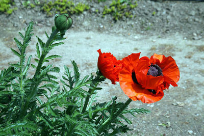 High angle view of red poppy flowers