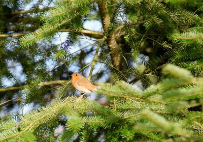 Low angle view of bird perching on tree