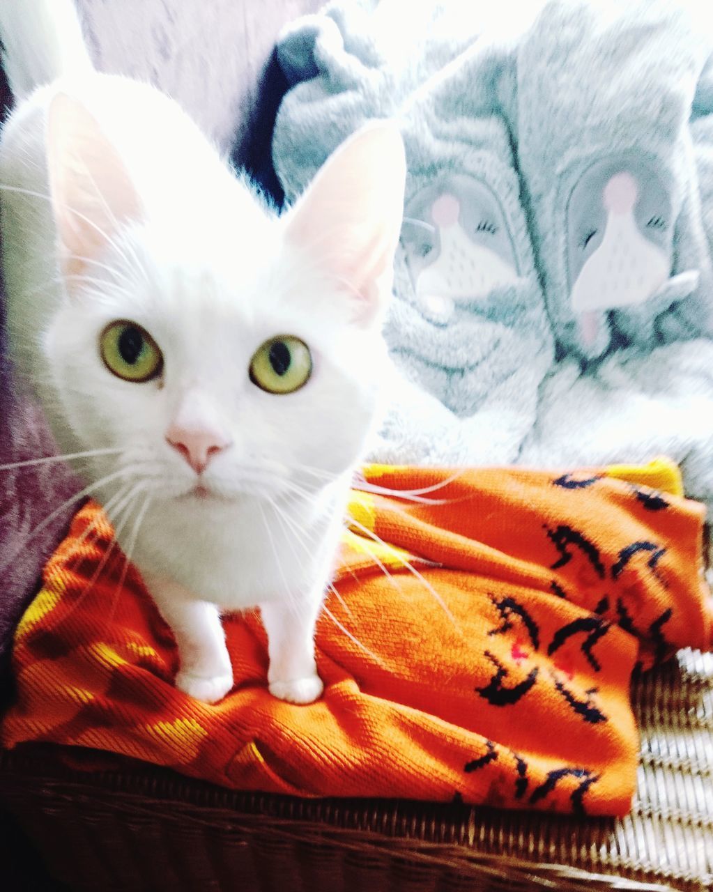 CLOSE-UP PORTRAIT OF A CAT WITH BED