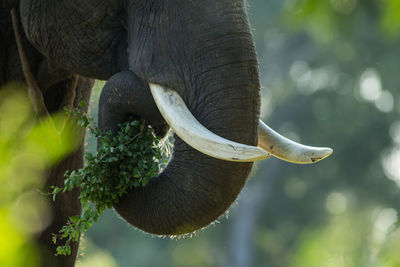 Close-up of elephant eating plant