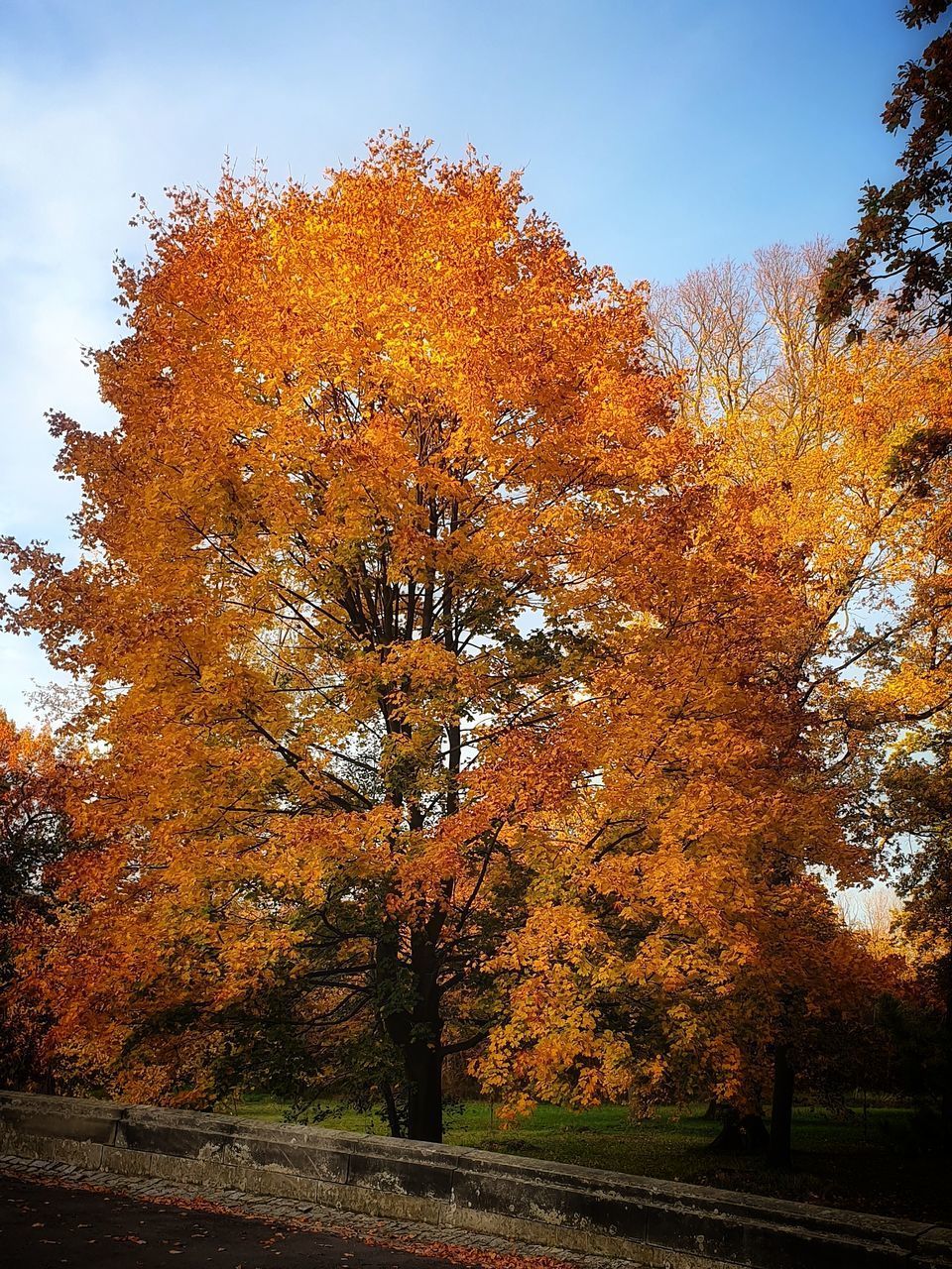 VIEW OF AUTUMNAL TREES