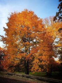 View of autumnal trees against sky during autumn