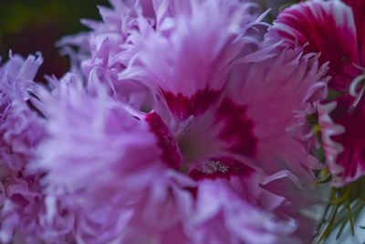 Close-up of pink flower