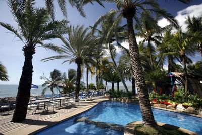 Palm tree and swimming pool at seashore