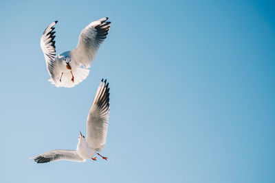 Low angle view of seagulls flying in sky