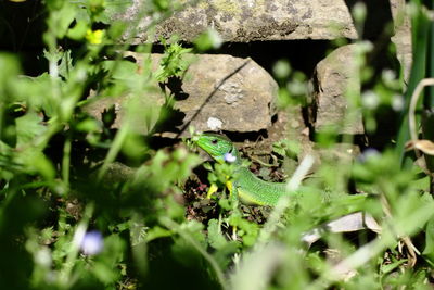 Close-up of insect on plant