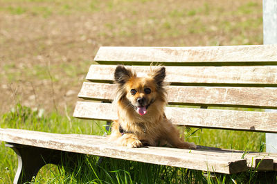 Portrait of a dog on bench