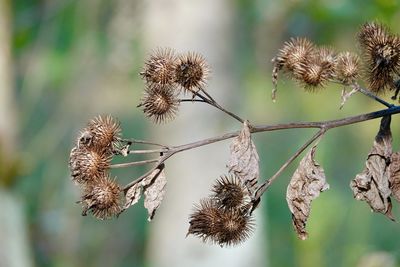 Close-up of dried plant