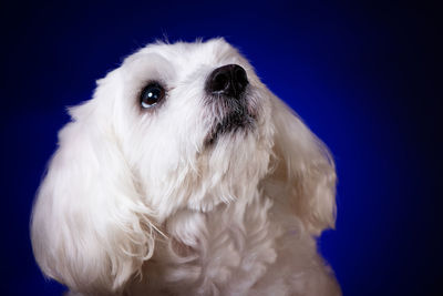 Close-up of a dog over blue background
