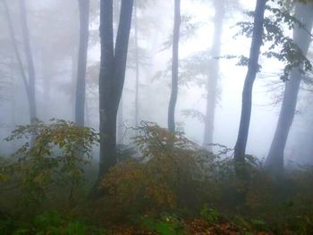 Scenic view of forest in foggy weather