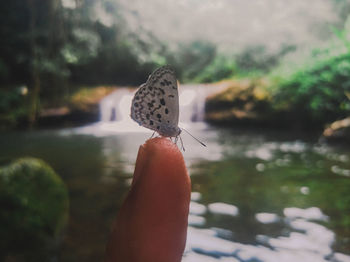 Close-up of butterfly on hand