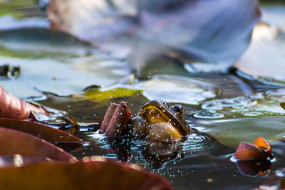 Close-up of hand swimming in water